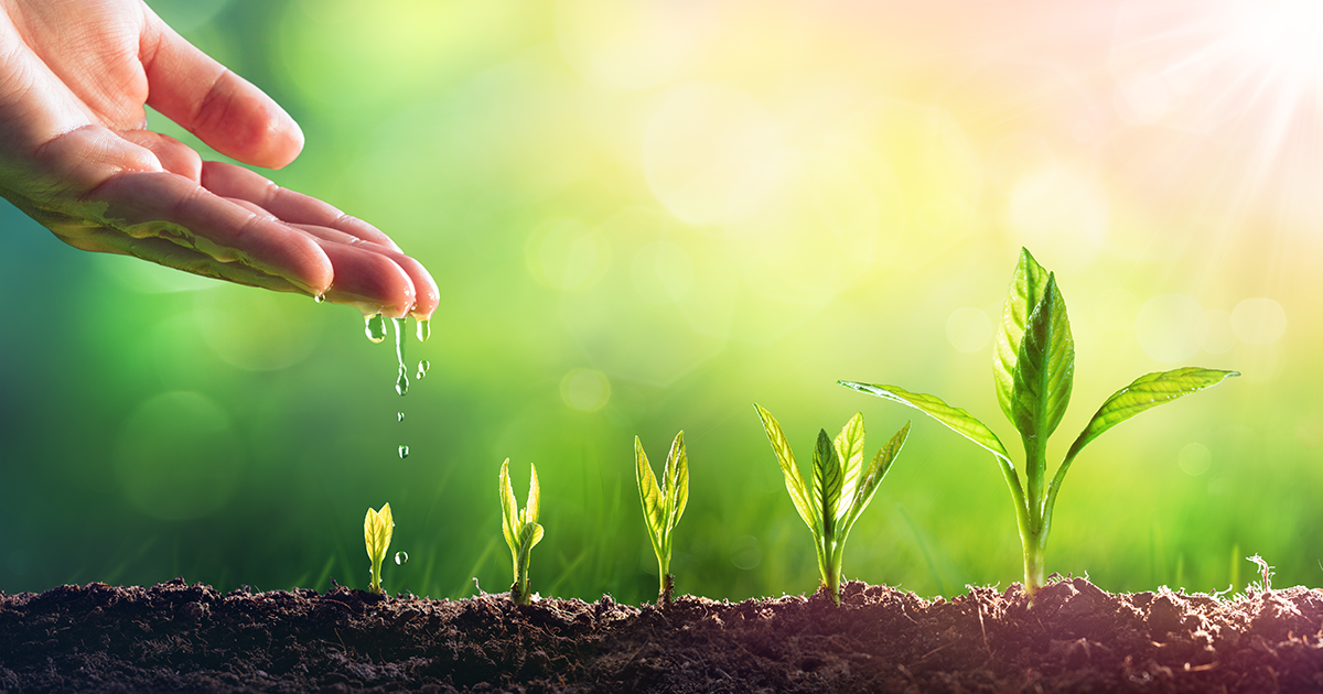 watering plants